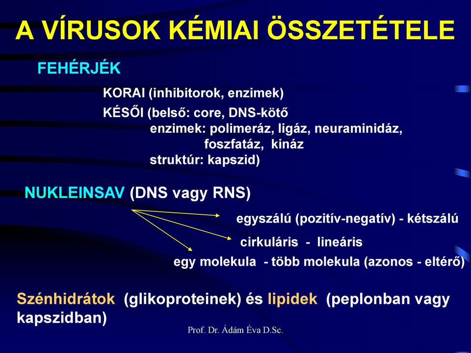 NUKLEINSAV (DNS vagy RNS) egyszálú (pozitív-negatív) - kétszálú cirkuláris - lineáris egy