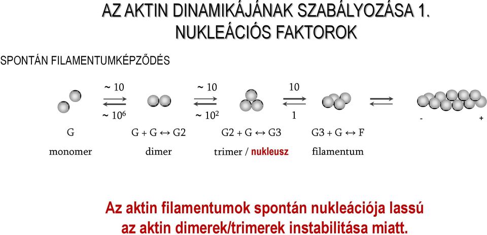 10 2 1 G + G G2 G2 + G G3 G3 + G F - + monomer dimer trimer / nukleusz