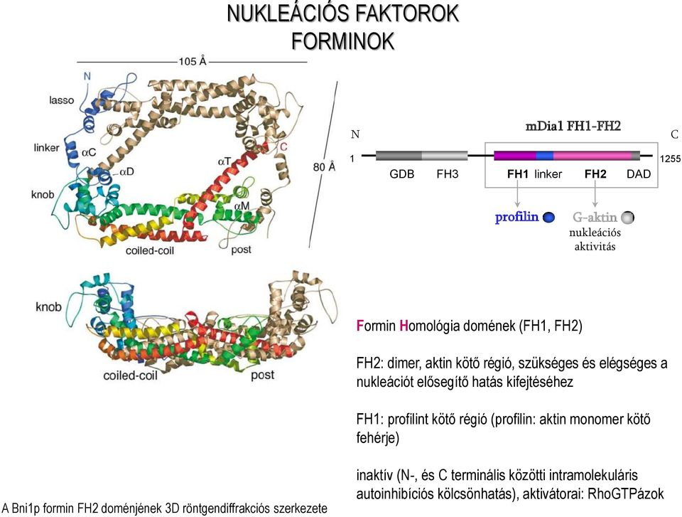 kifejtéséhez FH1: profilint kötő régió (profilin: aktin monomer kötő fehérje) A Bni1p formin FH2 doménjének 3D