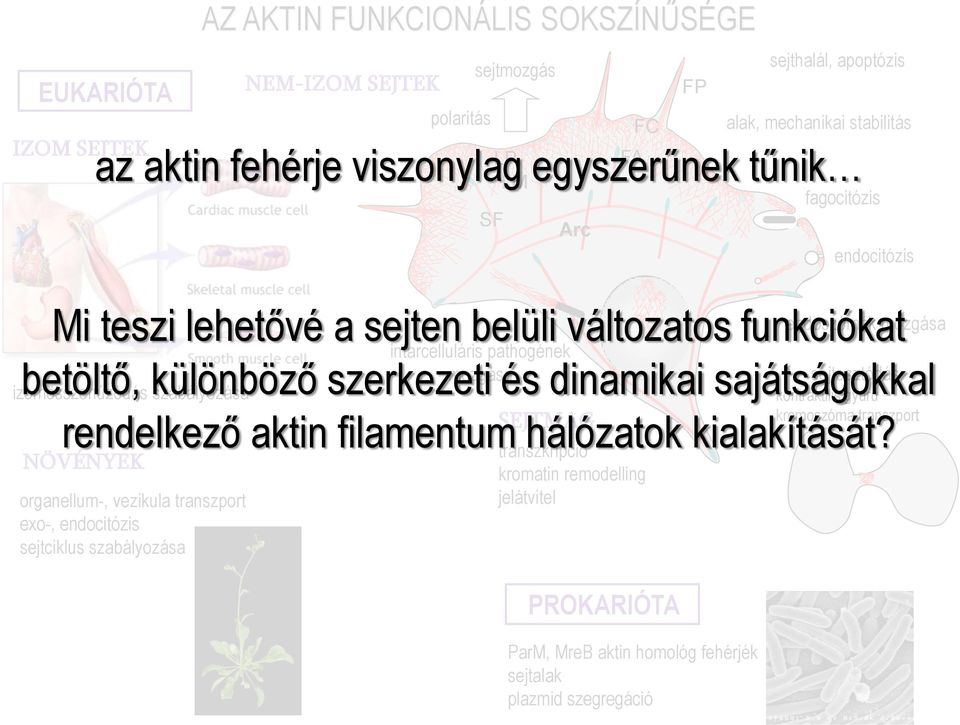 kromoszóma transzport organellum-, vezikula transzport exo-, endocitózis sejtciklus szabályozása AZ AKTIN FUNKCIONÁLIS SOKSZÍNŰSÉGE transzkripció kromatin remodelling jelátvitel