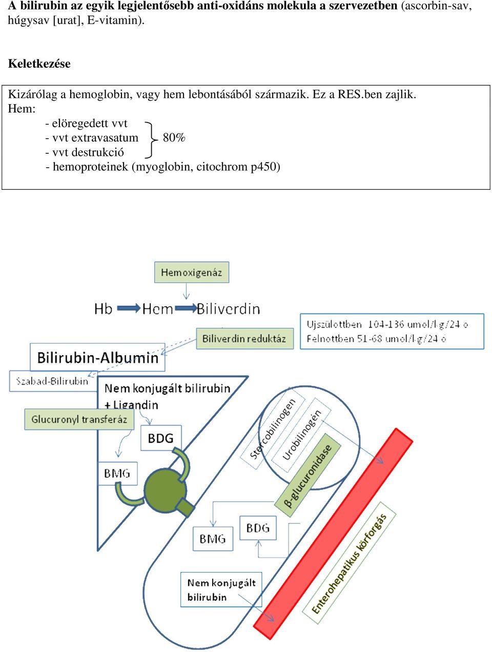 Keletkezése Kizárólag a hemoglobin, vagy hem lebontásából származik. Ez a RES.