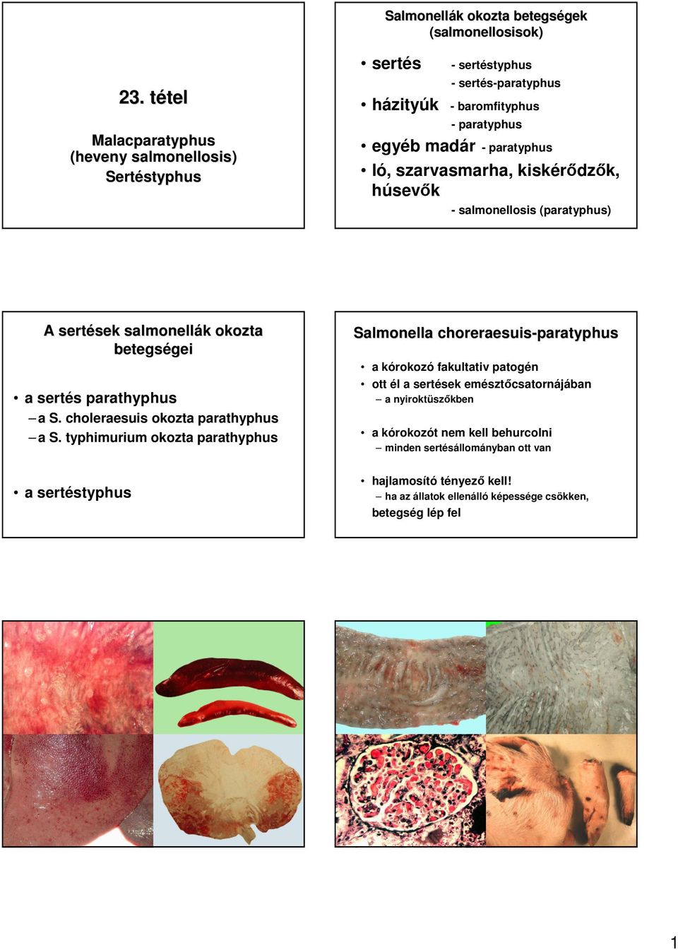 kiskérıdzık, húsevık - salmonellosis (paratyphus) A sertések sek salmonellák k okozta betegségei gei a sertés parathyphus a S. choleraesuis okozta parathyphus a S.