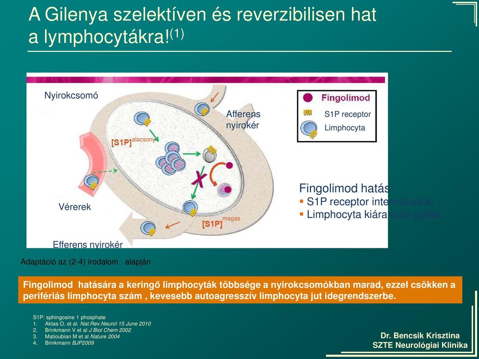 gátlás Efferens nyirokér Adaptáció az (2-4) irodalom alapján Fingolimod hatására a keringő limphocyták többsége a nyirokcsomókban marad, ezzel csökken a