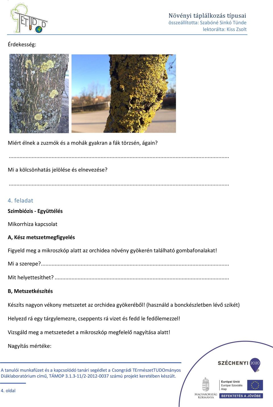 gombafonalakat! Mi a szerepe?... Mit helyettesíthet?... B, Metszetkészítés Készíts nagyon vékony metszetet az orchidea gyökeréből!