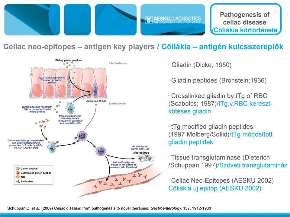 RBC keresztkötéses gliadin ttg modified gliadin peptides (1997 Molberg/Sollid)/tTg módosított gliadin peptidek Neo-epitope Tissue transglutaminase