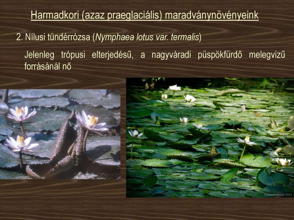 Nílusi tündérrózsa (Nymphaea lotus var.