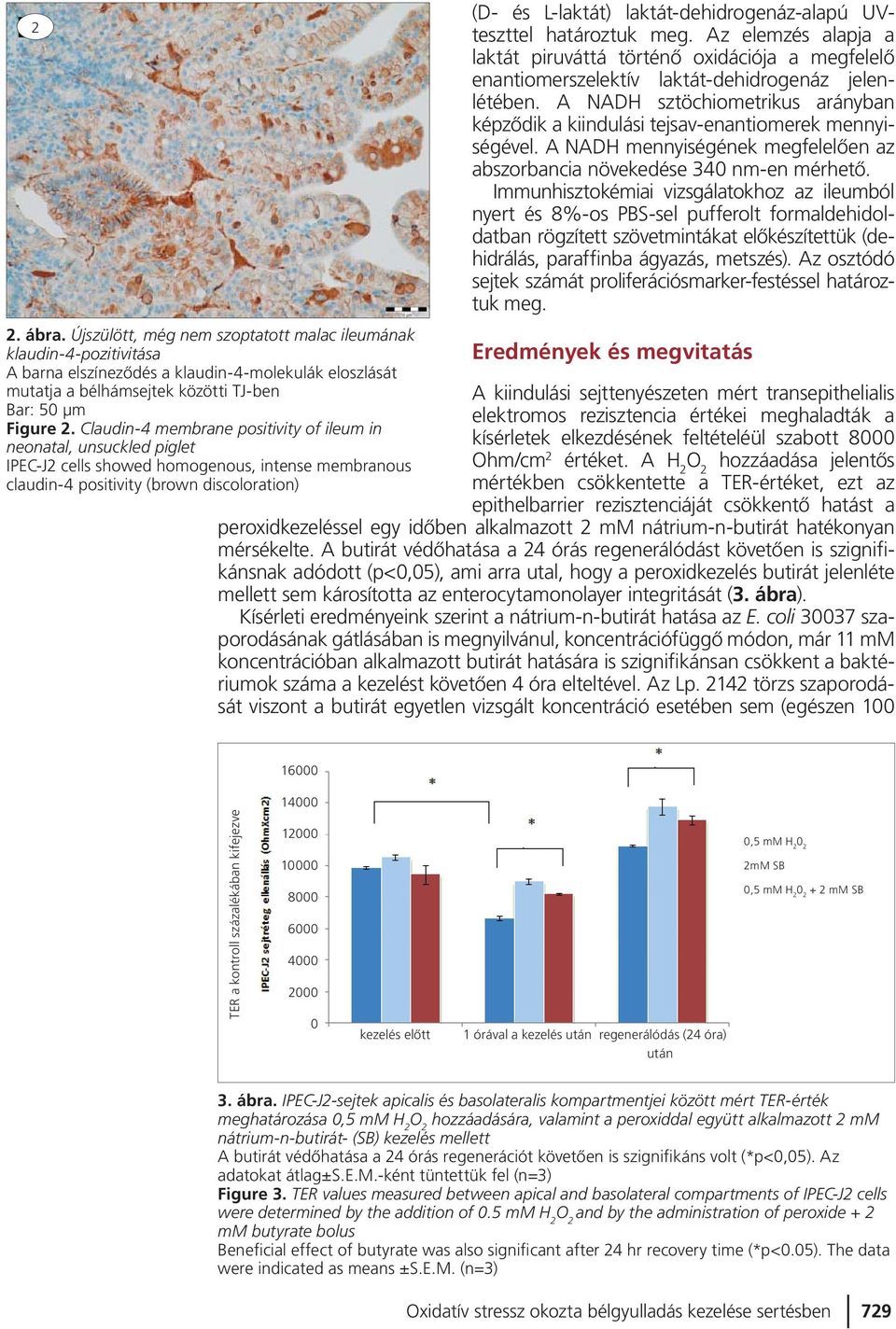 Immunhisztokémiai vizsgálatokhoz az ileum ból nyert és 8%-os PBS-sel pufferolt formaldehidoldatban rögzített szövetmintákat elôkészítettük (dehidrálás, paraffinba ágyazás, metszés).