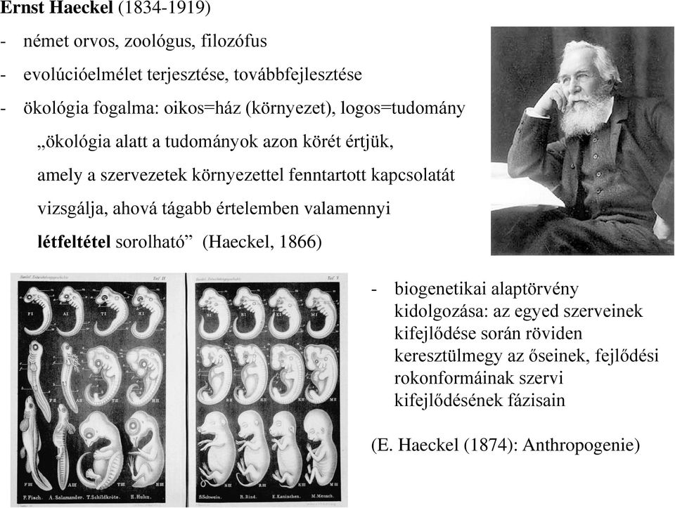 vizsgálja, ahová tágabb értelemben valamennyi létfeltétel sorolható (Haeckel, 1866) - biogenetikai alaptörvény kidolgozása: az egyed