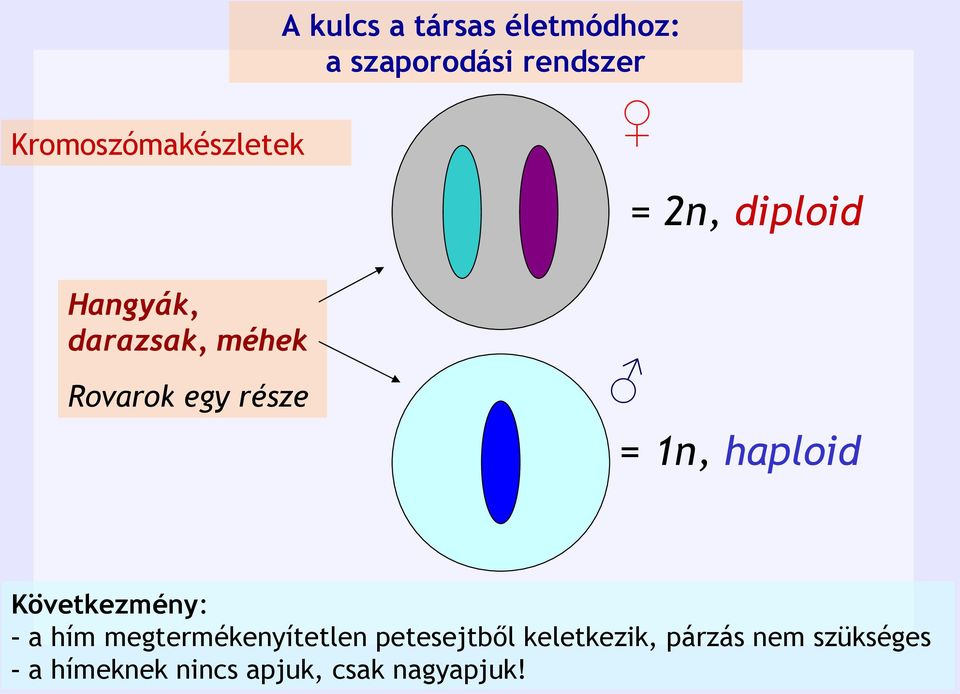 egy része = 1n, haploid Következmény: - a hím megtermékenyítetlen