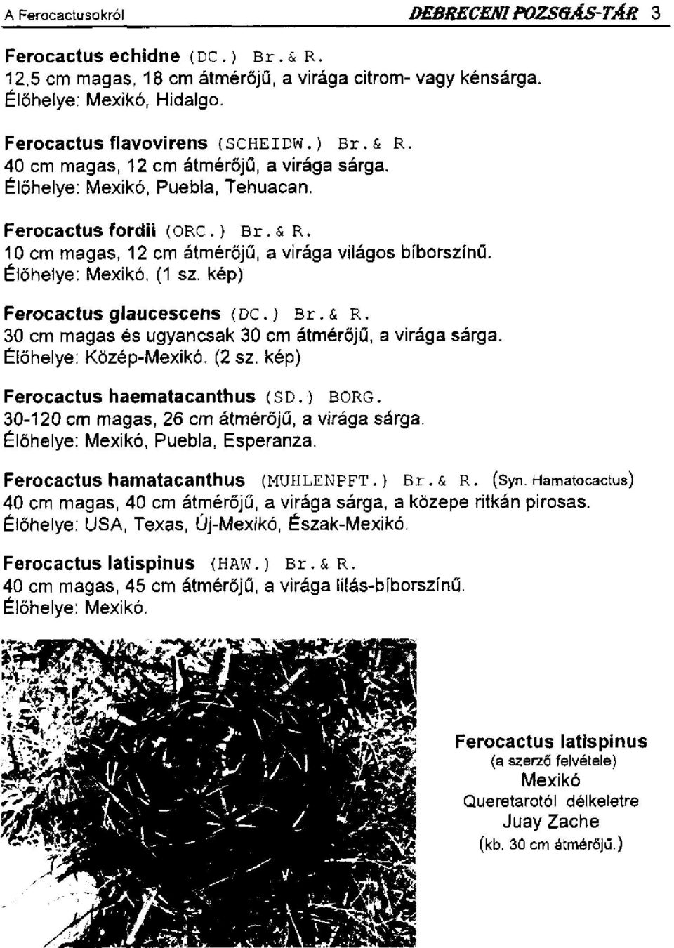 kép) Ferocactus glaucescens (DC.) Br. & R. 30 cm magas és ugyancsak 30 cm átmérőjű, a virága sárga. Élőhelye: Közép-Mexikó. (2 sz. kép) Ferocactus haematacanthus (SD.) BORG.