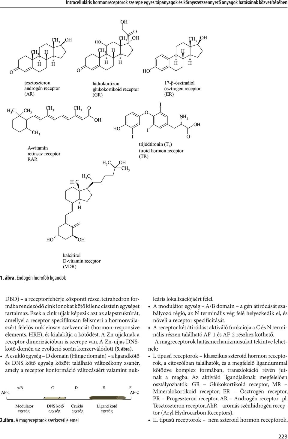 Endogén hidrofób ligandok kalcitirol D-vitamin receptor (VDR) AF-1 A/B C D E F AF-2 Modulátor DNS köt Csukló Ligand köt egység egység egység egység 2.ábra.