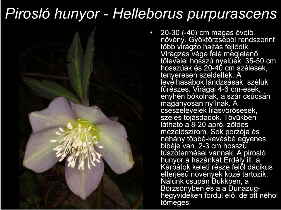 Virágai 4-6 cm-esek, enyhén bókolnak, a szár csúcsán magányosan nyílnak. A csészelevelek lilásvörösesek, széles tojásdadok. Tövükben látható a 8-20 apró, zöldes mézelőszirom.
