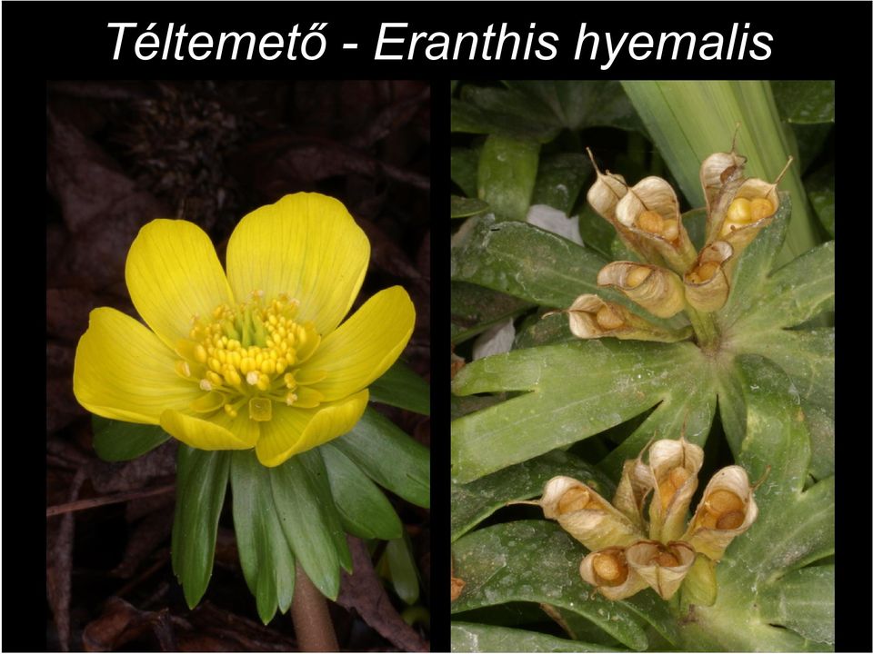 Eranthis