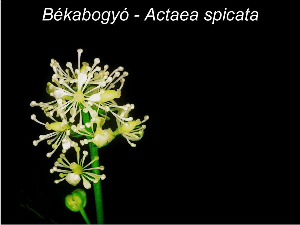 spicata
