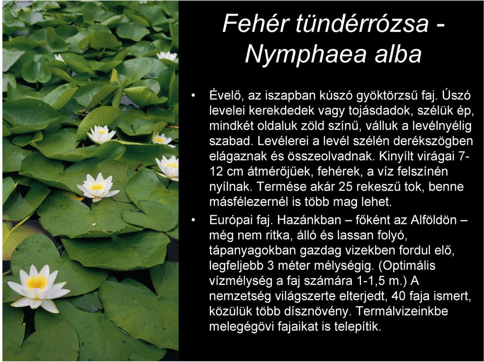 Kinyílt virágai 7-12 cm átmérőjűek, fehérek, a víz felszínén nyílnak. Termése akár 25 rekeszű tok, benne másfélezernél is több mag lehet. Európai faj.
