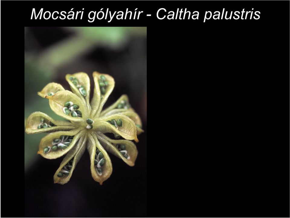 - Caltha
