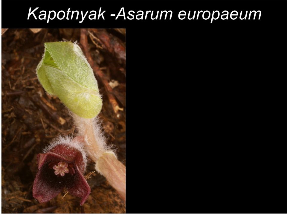 europaeum
