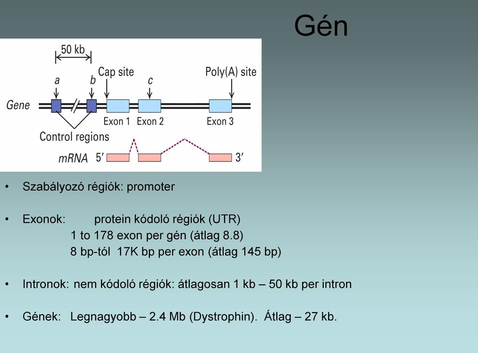 8) 8 bp-tól 17K bp per exon (átlag 145 bp) Intronok: nem kódoló