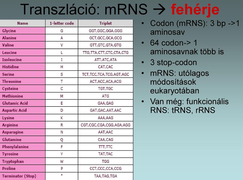 3 stop-codon mrns: utólagos módosítások