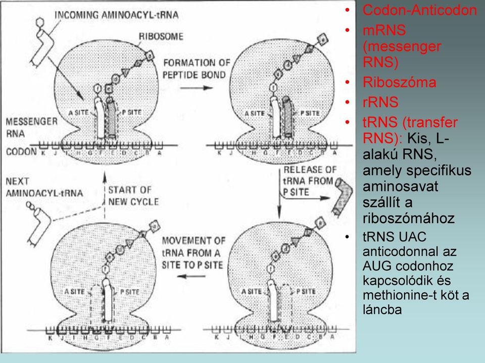 specifikus aminosavat szállít a riboszómához trns UAC