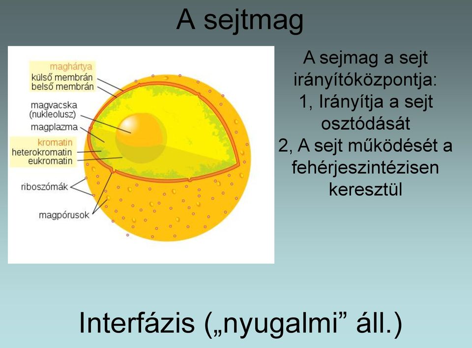 osztódását 2, A sejt működését a