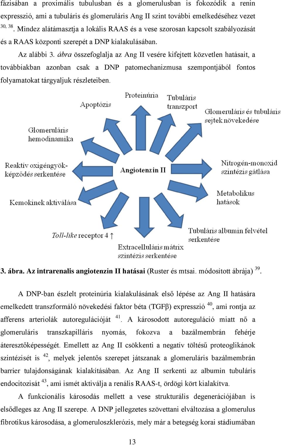 ábra összefoglalja az Ang II vesére kifejtett közvetlen hatásait, a továbbiakban azonban csak a DNP patomechanizmusa szempontjából fontos folyamatokat tárgyaljuk részleteiben. 3. ábra.