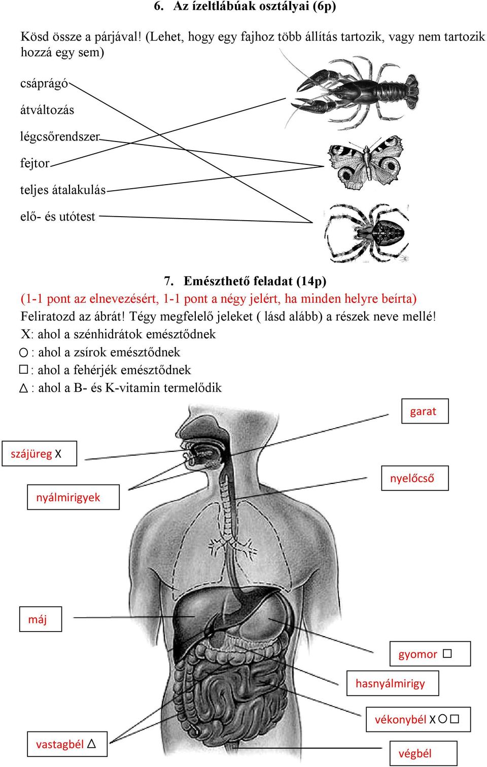 utótest 7. Emészthető feladat (4p) (- pont az elnevezésért, - pont a négy jelért, ha minden helyre beírta) Feliratozd az ábrát!
