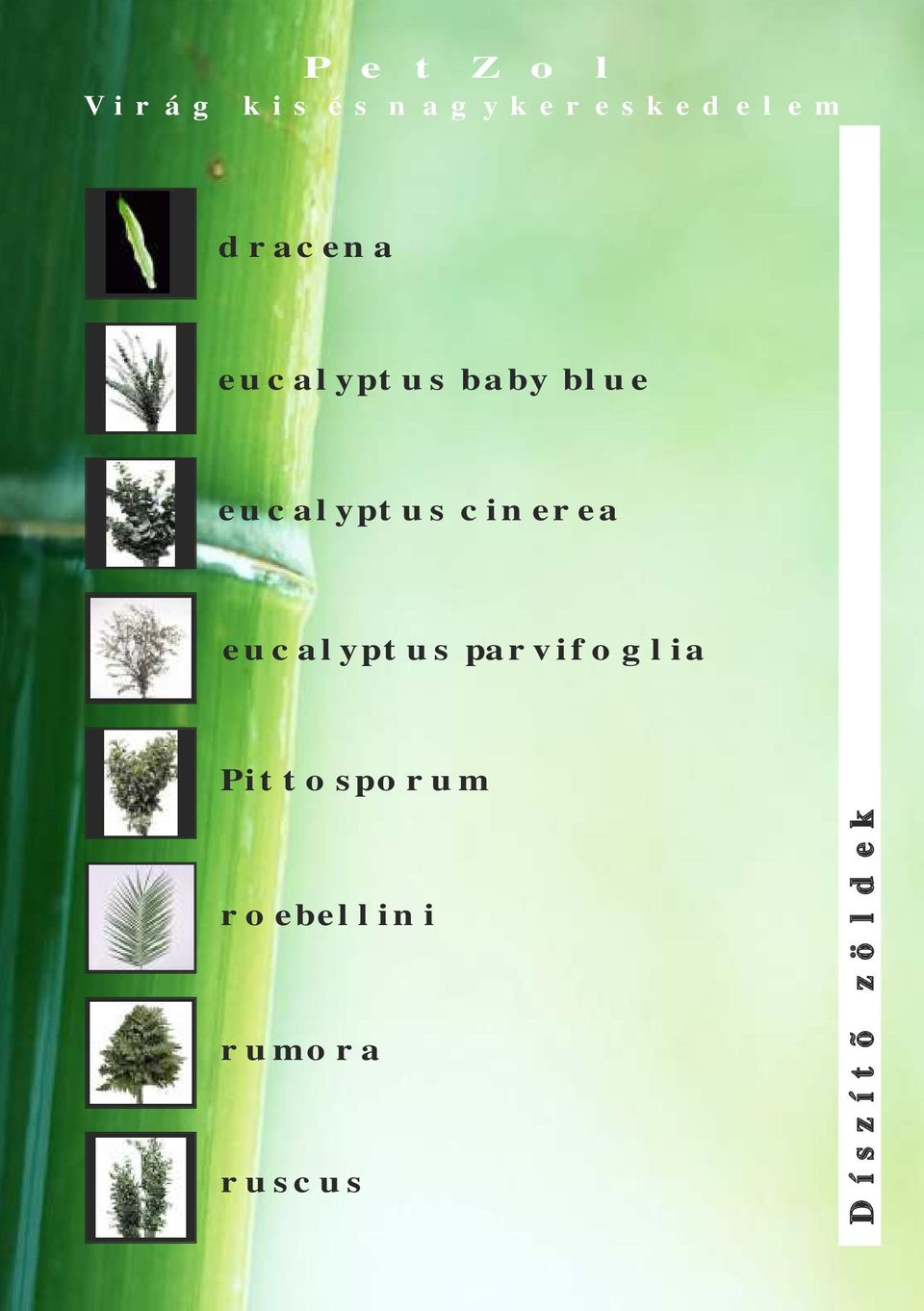 parvifoglia Pittosporum