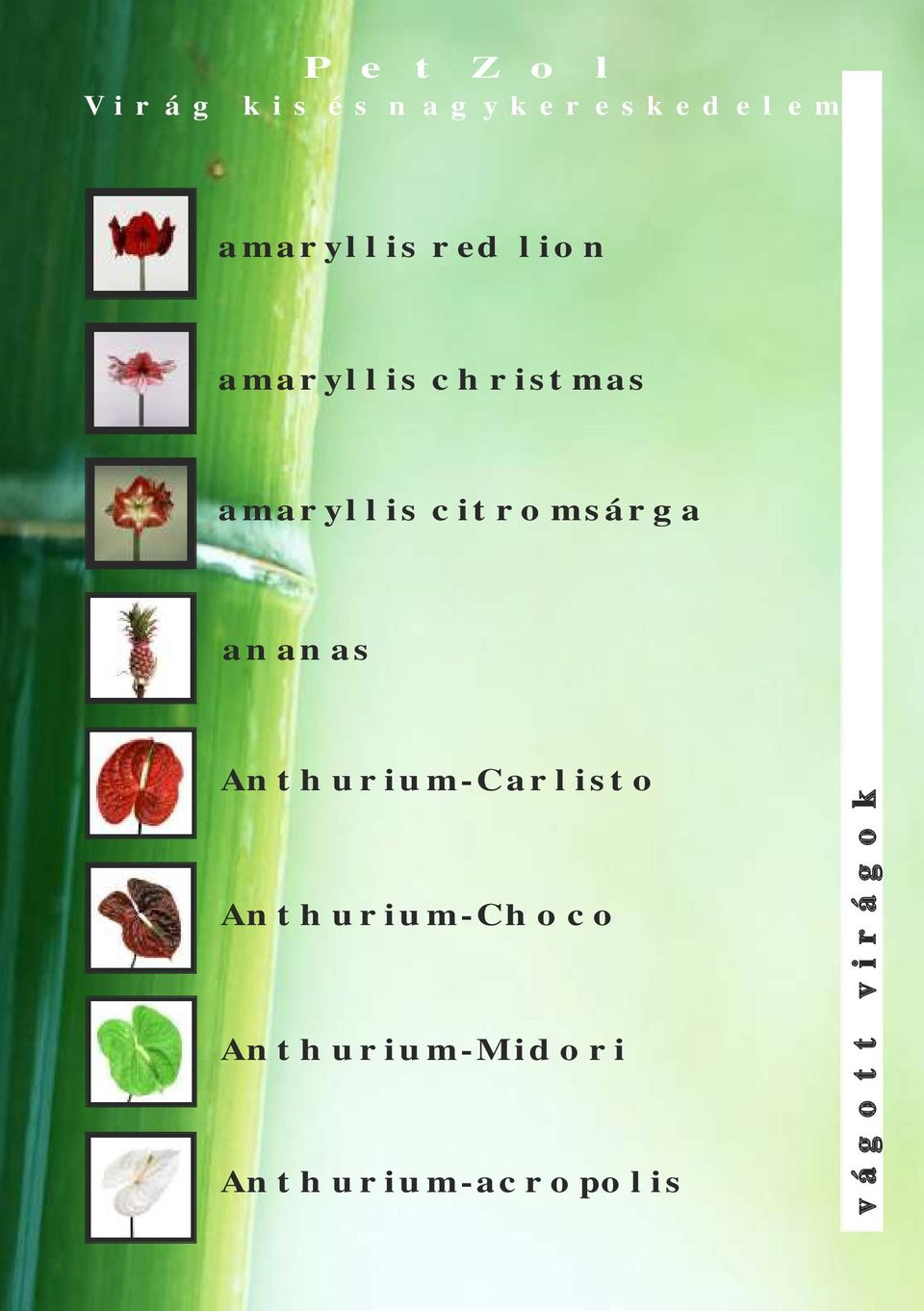 Anthurium-Carlisto Anthurium-Choco