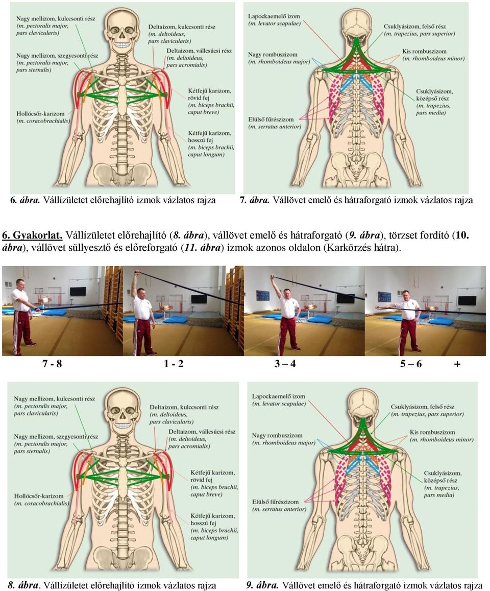 ábra), vállövet süllyesztő és előreforgató (11. ábra) izmok azonos oldalon (Karkörzés hátra). 7-8 1-2 3 4 5 6 + 8.