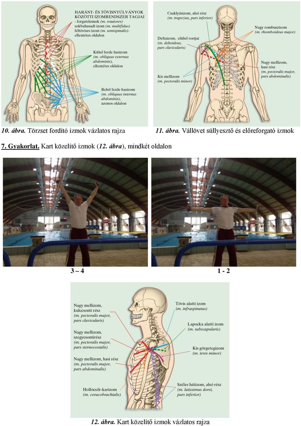 Gyakorlat. Kart közelítő izmok (12.