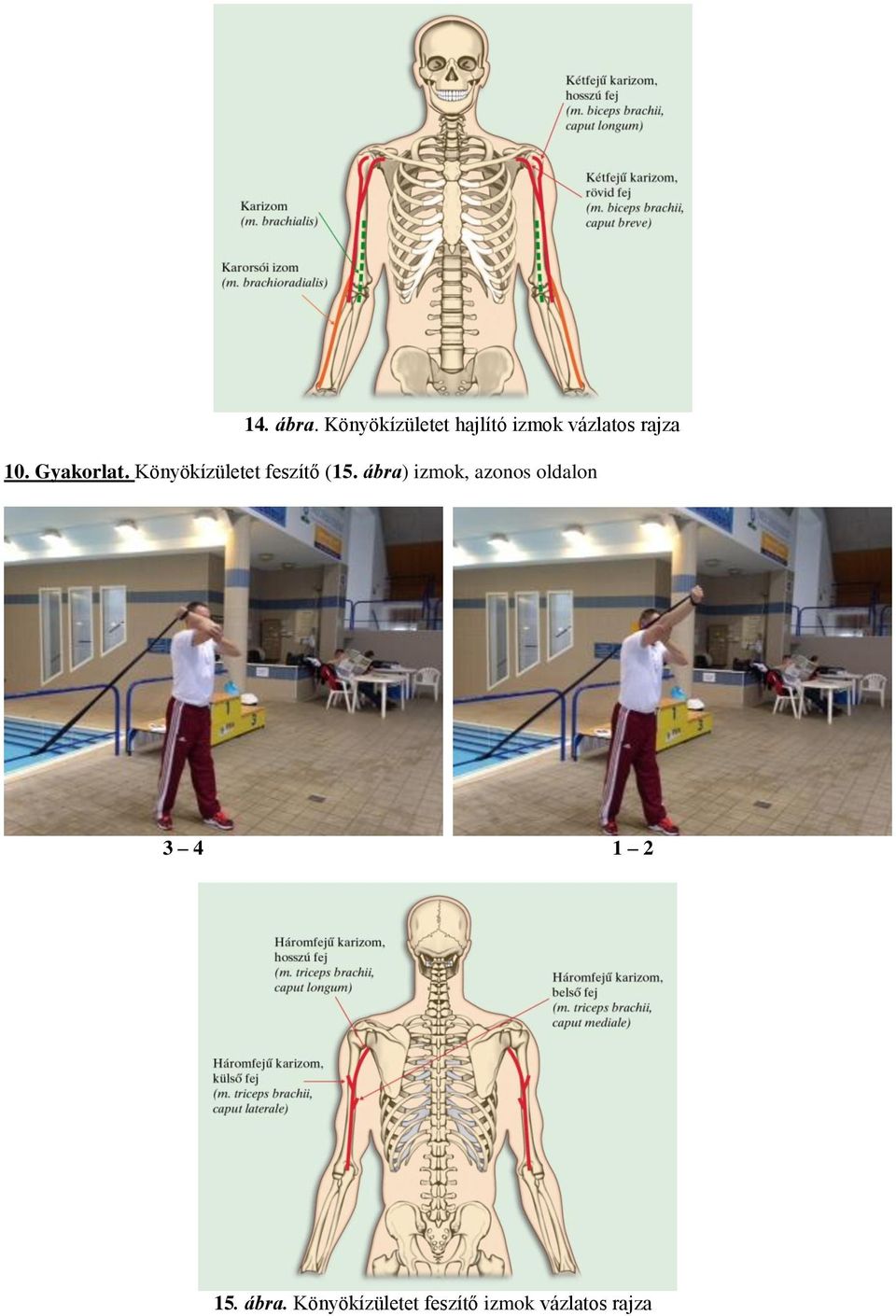 Gyakorlat. Könyökízületet feszítő (15.