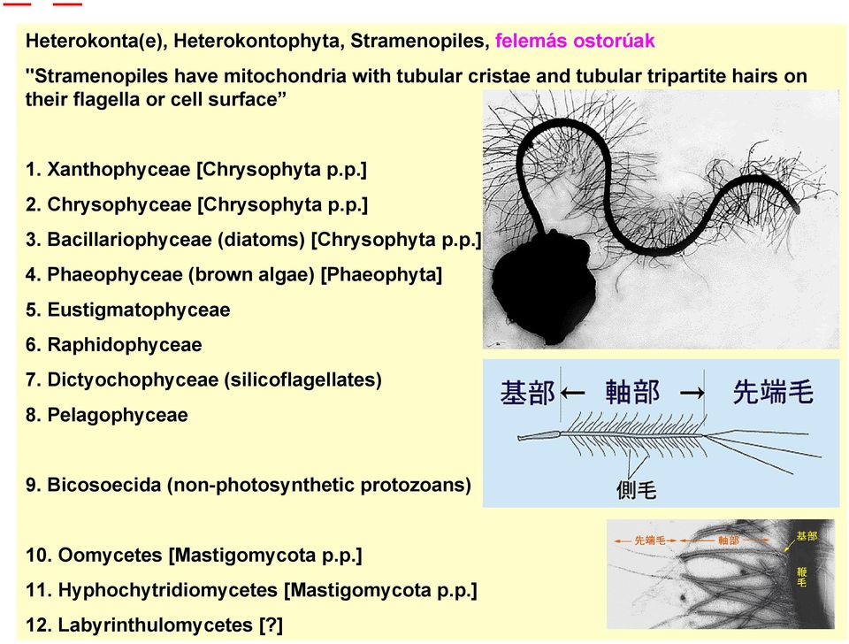 Bacillariophyceae (diatoms) [Chrysophyta p.p.] 4. Phaeophyceae (brown algae) [Phaeophyta] 5. Eustigmatophyceae 6. Raphidophyceae 7.