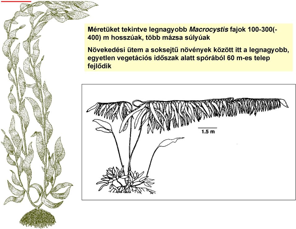 Növekedési ütem a soksejtű növények között itt a