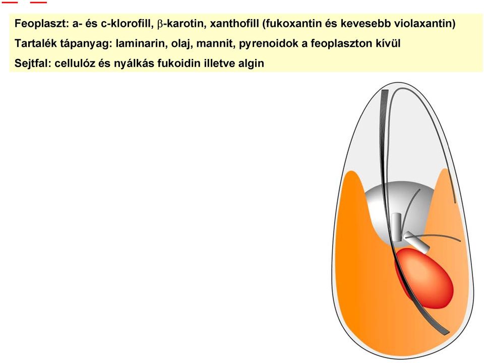 tápanyag: laminarin, olaj, mannit, pyrenoidok a