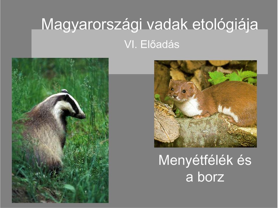 etológiája VI.