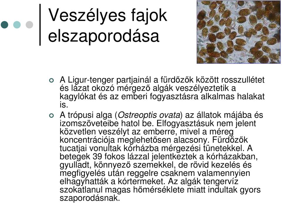 Elfogyasztásuk nem jelent közvetlen veszélyt az emberre, mivel a méreg koncentrációja meglehetősen alacsony. Fürdőzők tucatjai vonultak kórházba mérgezési tünetekkel.