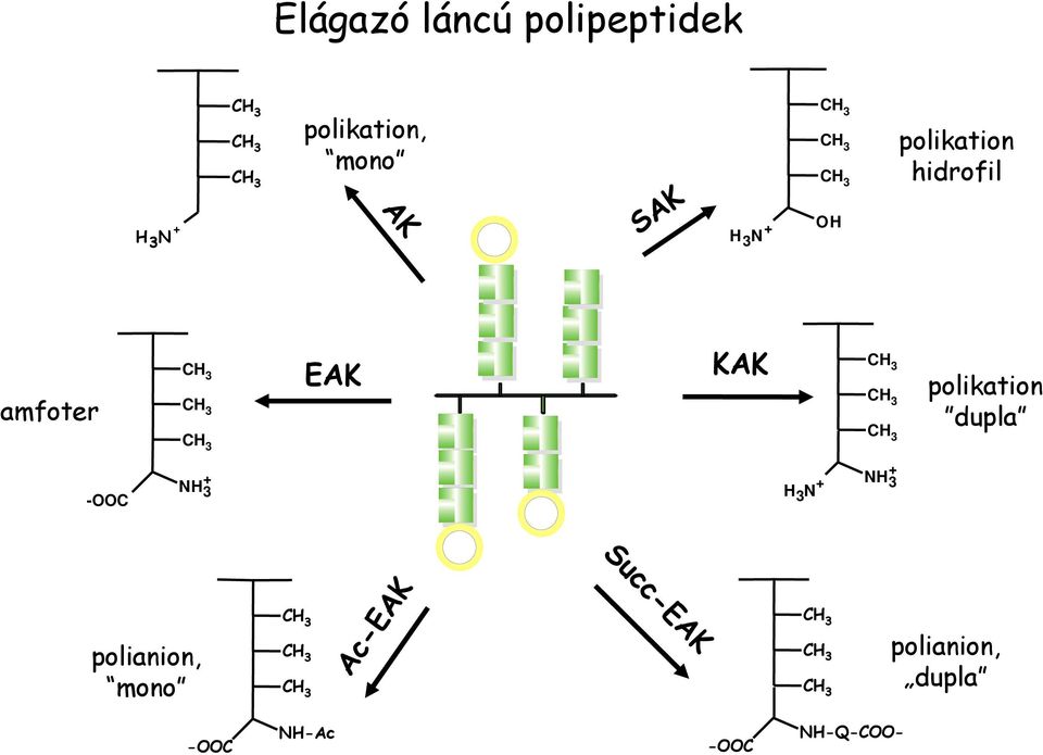 CH 3 CH 3 CH 3 polikation dupla -C H 3 + + H 3 H 3 + Succ-EAK polianion,