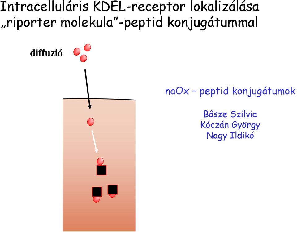 nax peptid konjugátumok Bősze Szilvia Kóczán