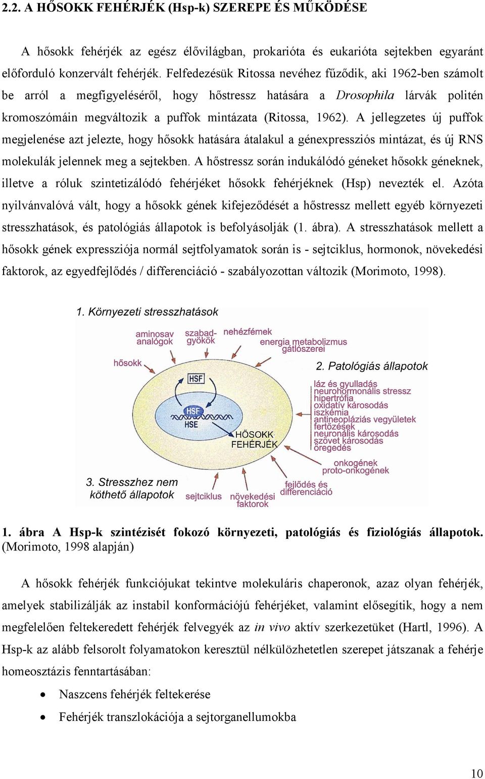 A jellegzetes új puffok megjelenése azt jelezte, hogy hısokk hatására átalakul a génexpressziós mintázat, és új RNS molekulák jelennek meg a sejtekben.