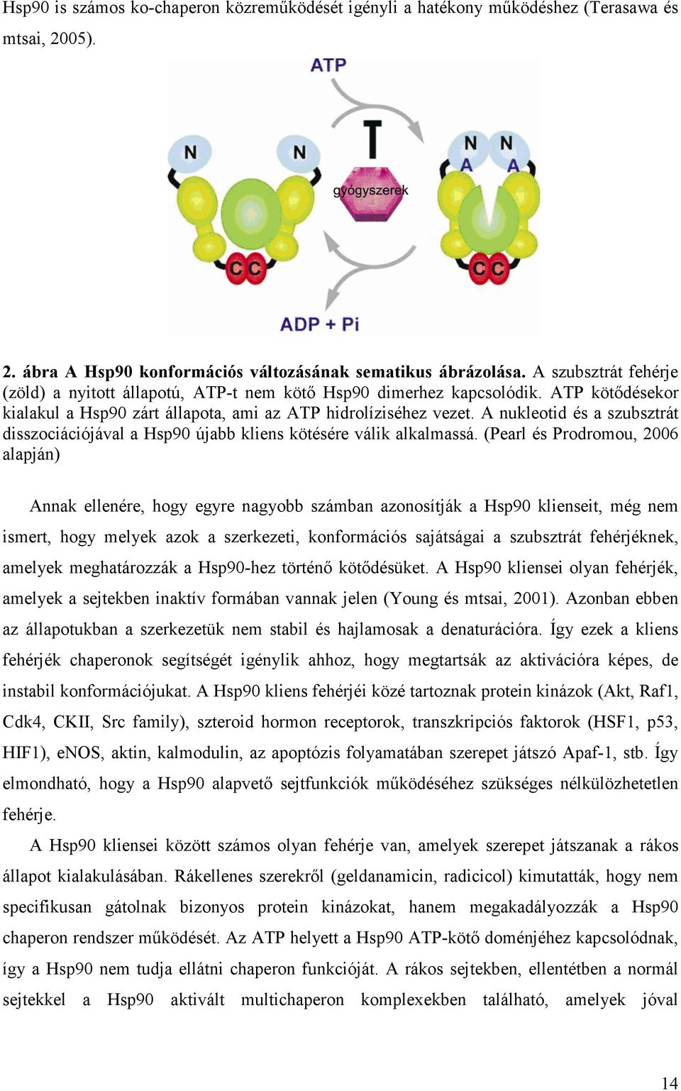 A nukleotid és a szubsztrát disszociációjával a Hsp90 újabb kliens kötésére válik alkalmassá.