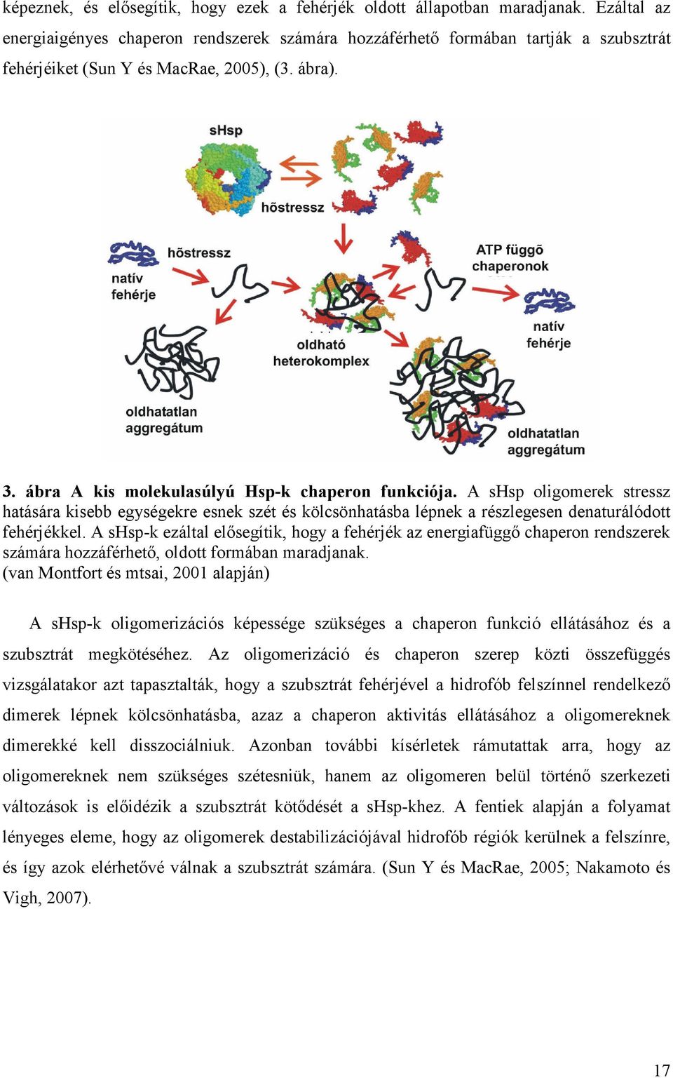 A shsp oligomerek stressz hatására kisebb egységekre esnek szét és kölcsönhatásba lépnek a részlegesen denaturálódott fehérjékkel.