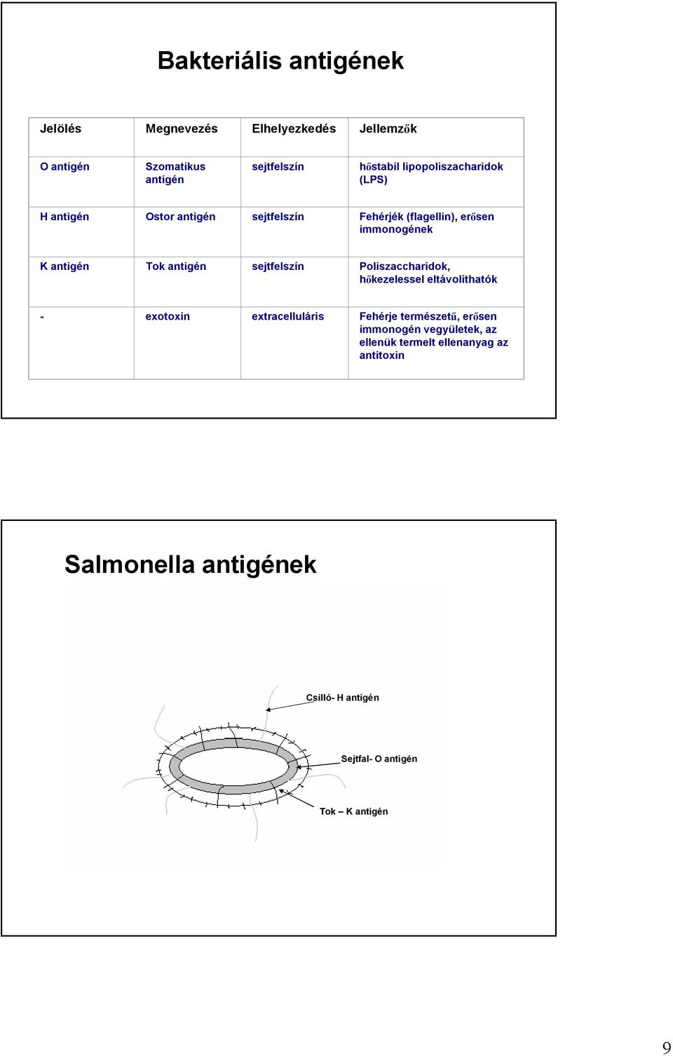 antigén sejtfelszín Poliszaccharidok, hőkezelessel eltávolíthatók - exotoxin extracelluláris Fehérje természetű, erősen