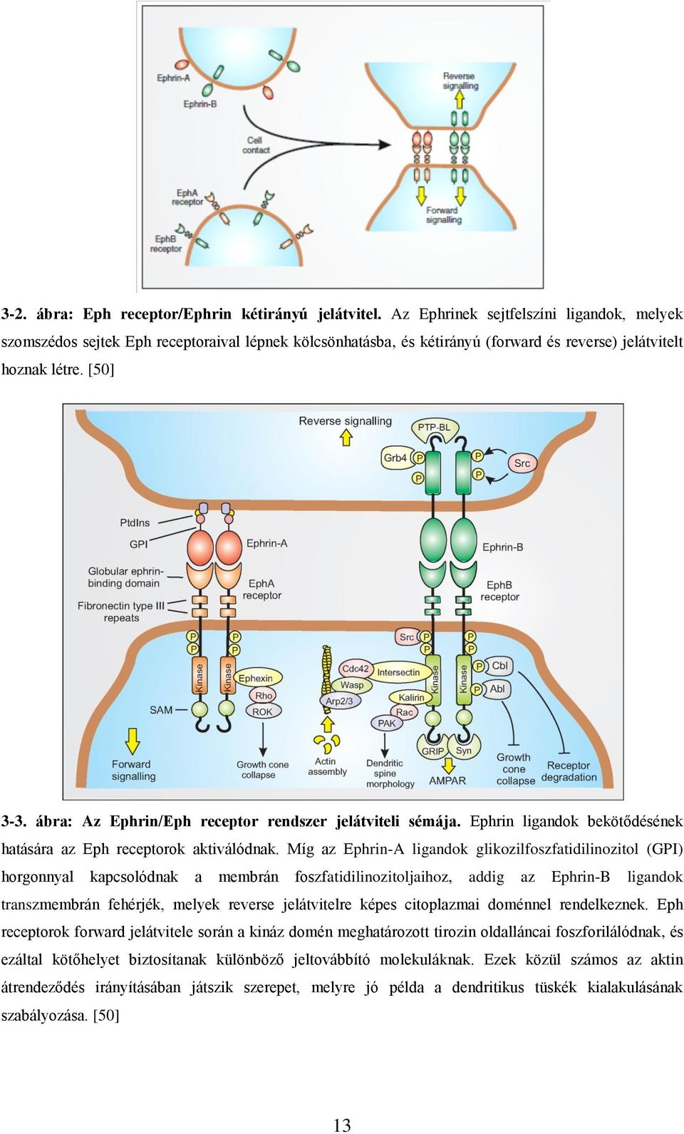 ábra: Az Ephrin/Eph receptor rendszer jelátviteli sémája. Ephrin ligandok bekötődésének hatására az Eph receptorok aktiválódnak.