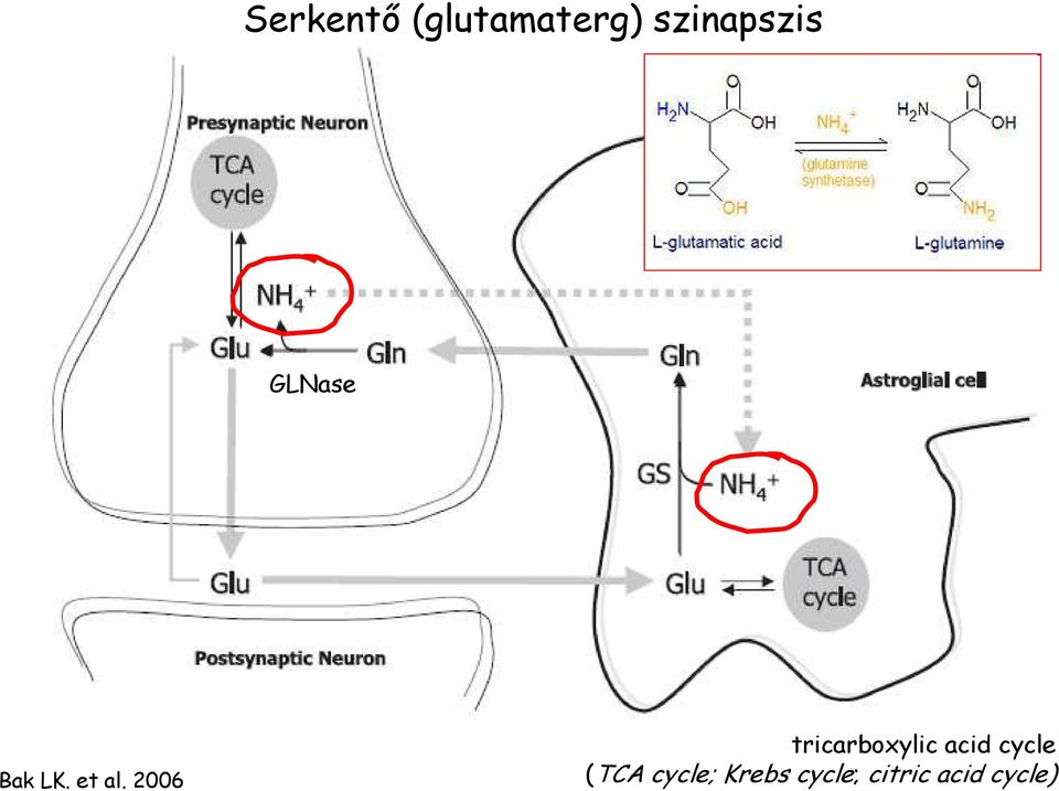 2006 tricarboxylic acid cycle