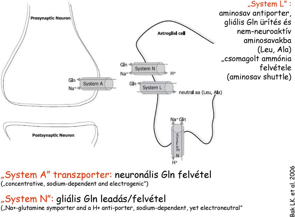 concentrative, sodium-dependent and electrogenic ) System N : gliális Gln leadás/felvétel (