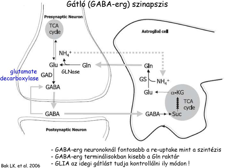 2006 - GABA-erg neuronoknál fontosabb a re-uptake mint a