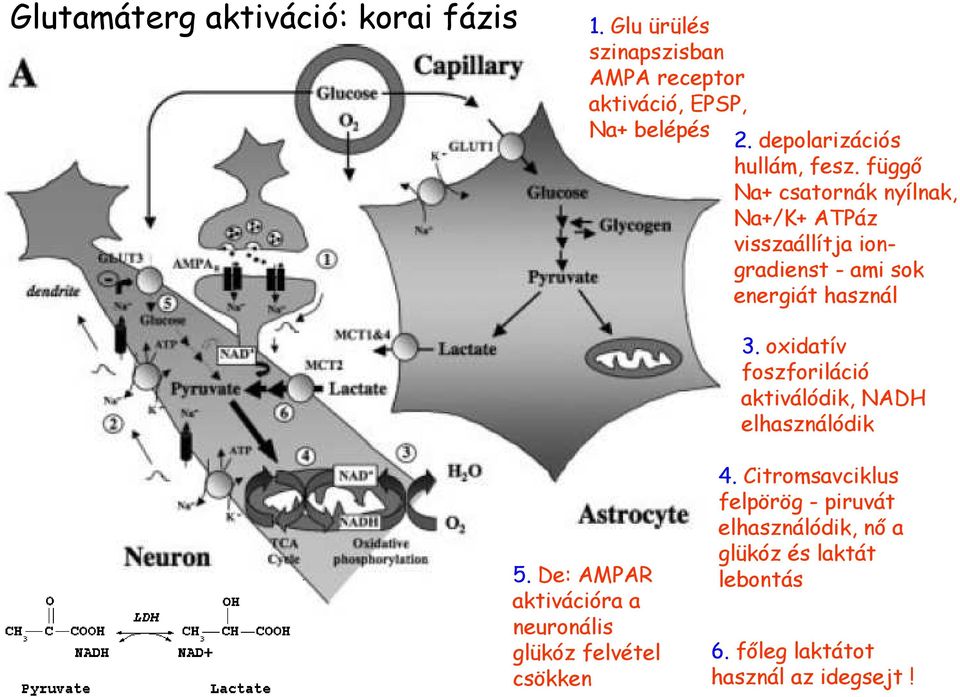 függő Na+ csatornák nyílnak, Na+/K+ ATPáz visszaállítja iongradienst - ami sok energiát használ 3.