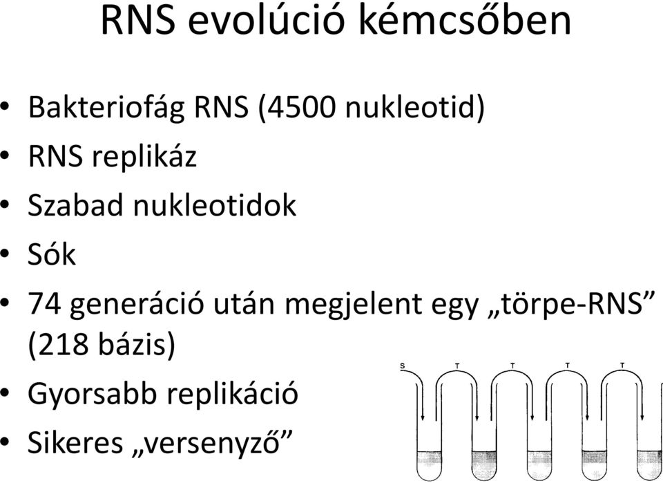 Sók 74 generáció után megjelent egy törpe RNS