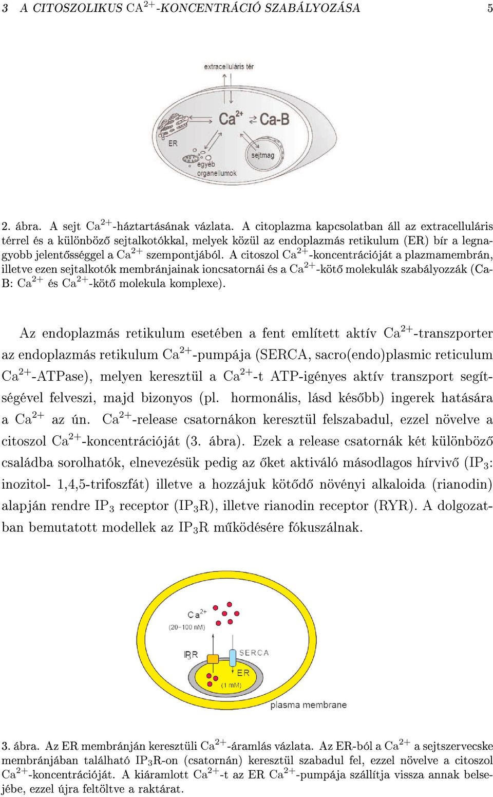 A citoszol Ca 2+ -koncentrációját a plazmamembrán, illetve ezen sejtalkotók membránjainak ioncsatornái és a Ca 2+ -köt molekulák szabálozzák (Ca- B: Ca 2+ és Ca 2+ -köt molekula komplexe).